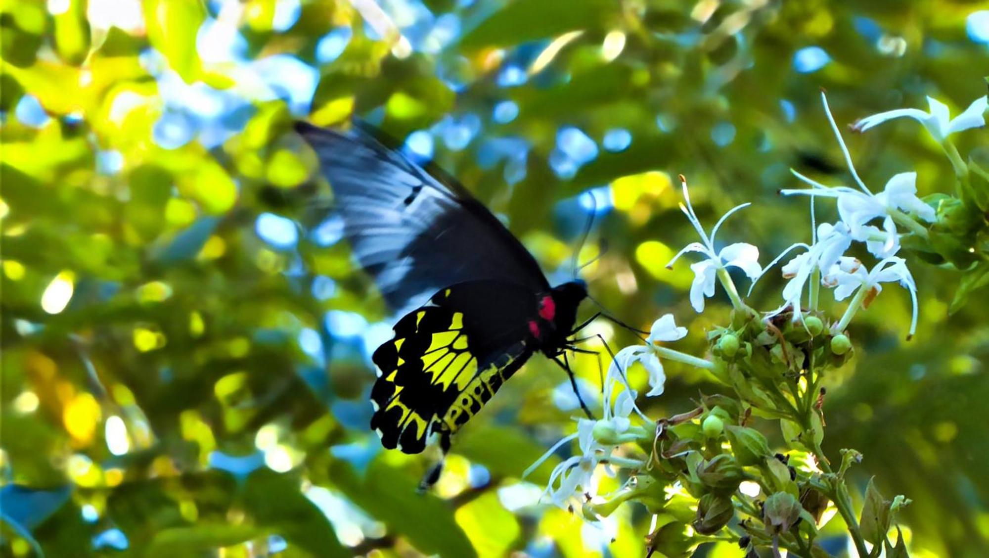 Singharaja Garden Agro Eco Lodge Pelawatta  ภายนอก รูปภาพ