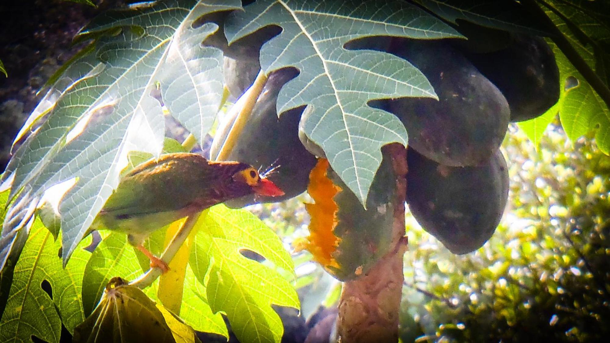 Singharaja Garden Agro Eco Lodge Pelawatta  ภายนอก รูปภาพ